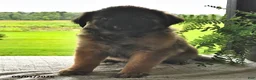 Mixed Breed dogs for sale: Buster - Ad 4