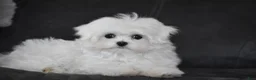Maltese dogs for sale: Alice - Ad 8