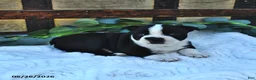 Boston Terrier dogs for sale: Beau - Ad 4