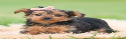 Yorkshire Terrier dogs for sale: Mimi - Ad 3