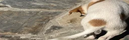 Mixed Breed dogs for sale: Mixed Breed puppy #3 - Ad 8