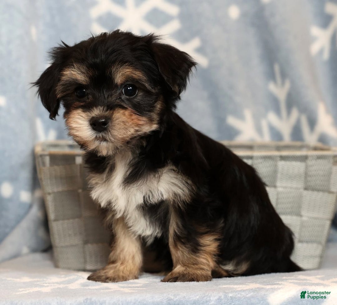 Yochon dogs for sale: Bella - Ad 3