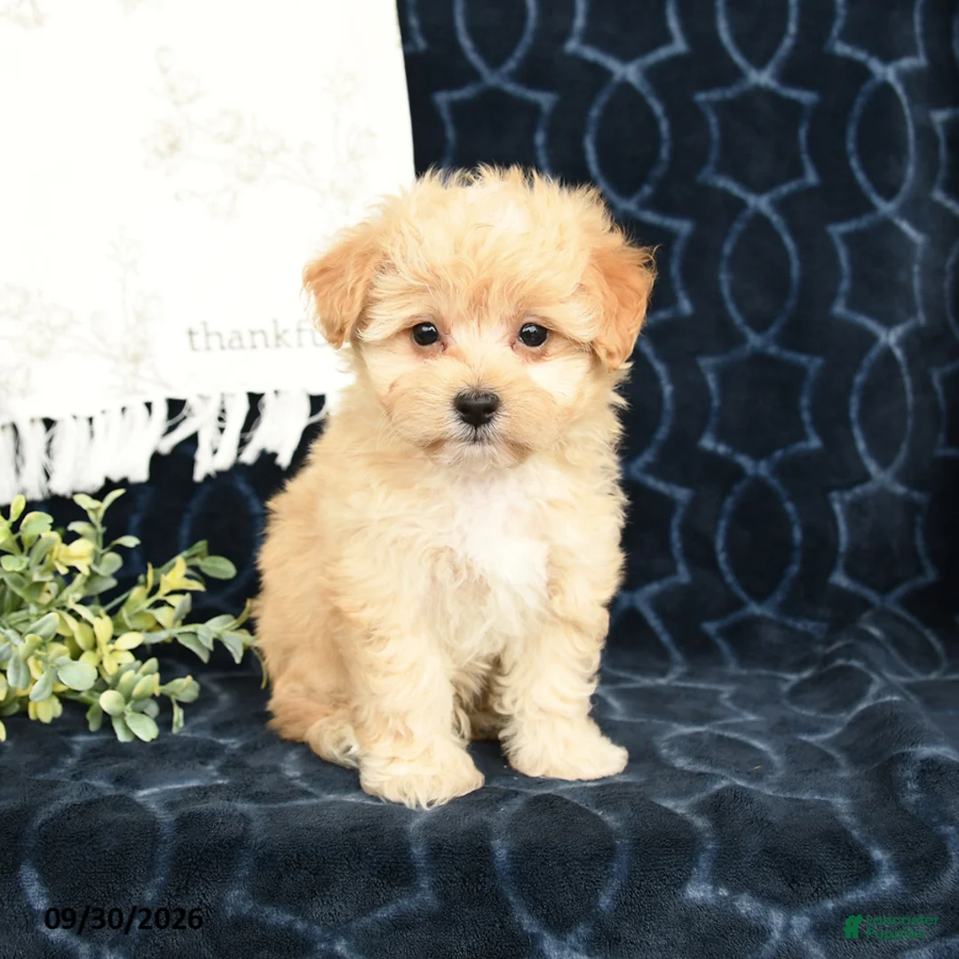 Maltipoo dogs for sale: Leo - Ad 1