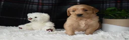 Golden Retriever dogs for sale: Laird - Ad 4