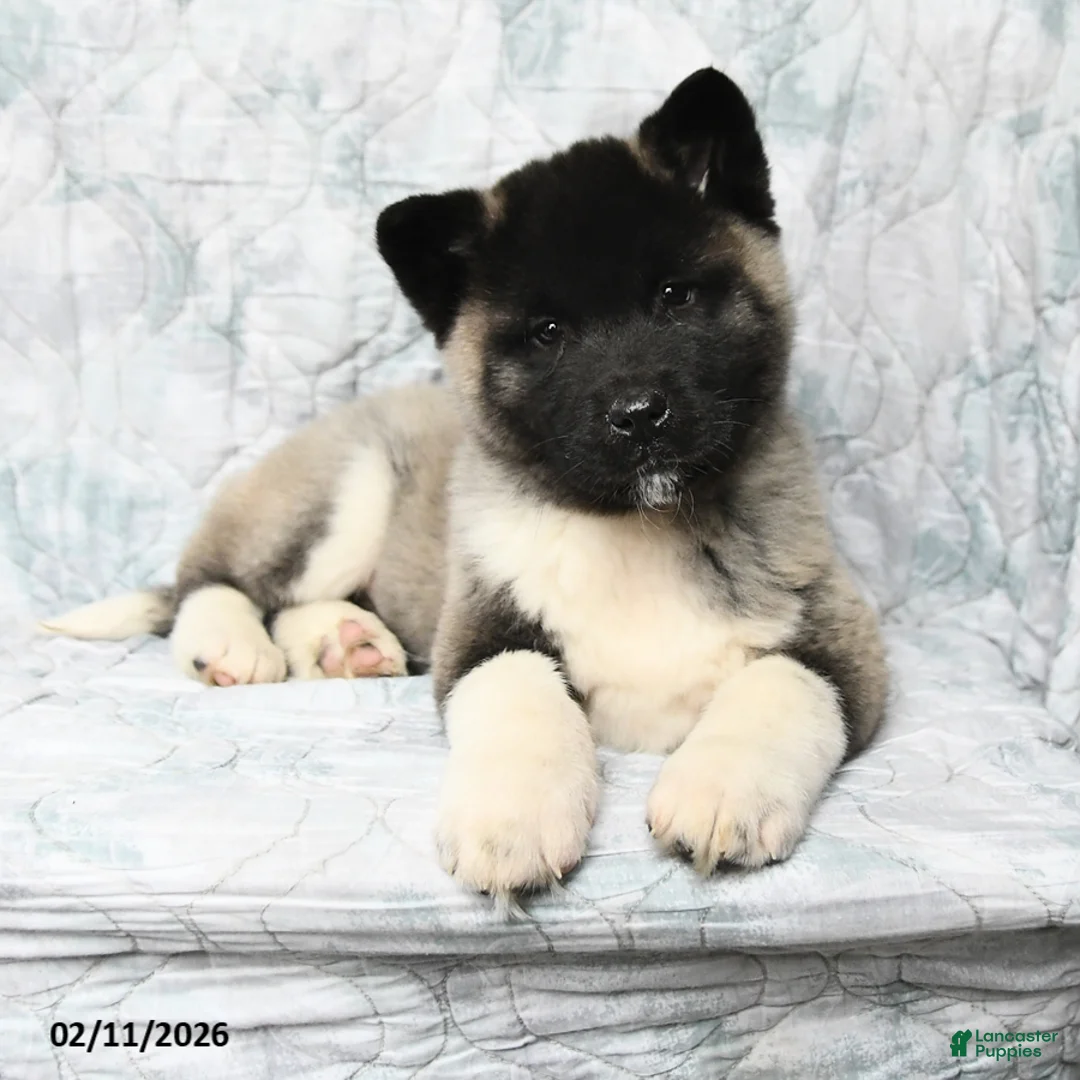 Akita dogs for sale: Peanuts - Ad 2