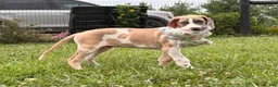 Great Dane dogs for sale: Parker Great Dane  - Ad 4