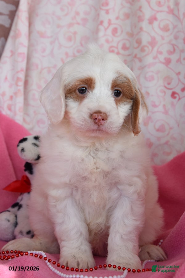 Cockapoo dogs Nicole - Ad 2