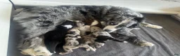 Miniature Australian Shepherd dogs for sale: Captain - Ad 27