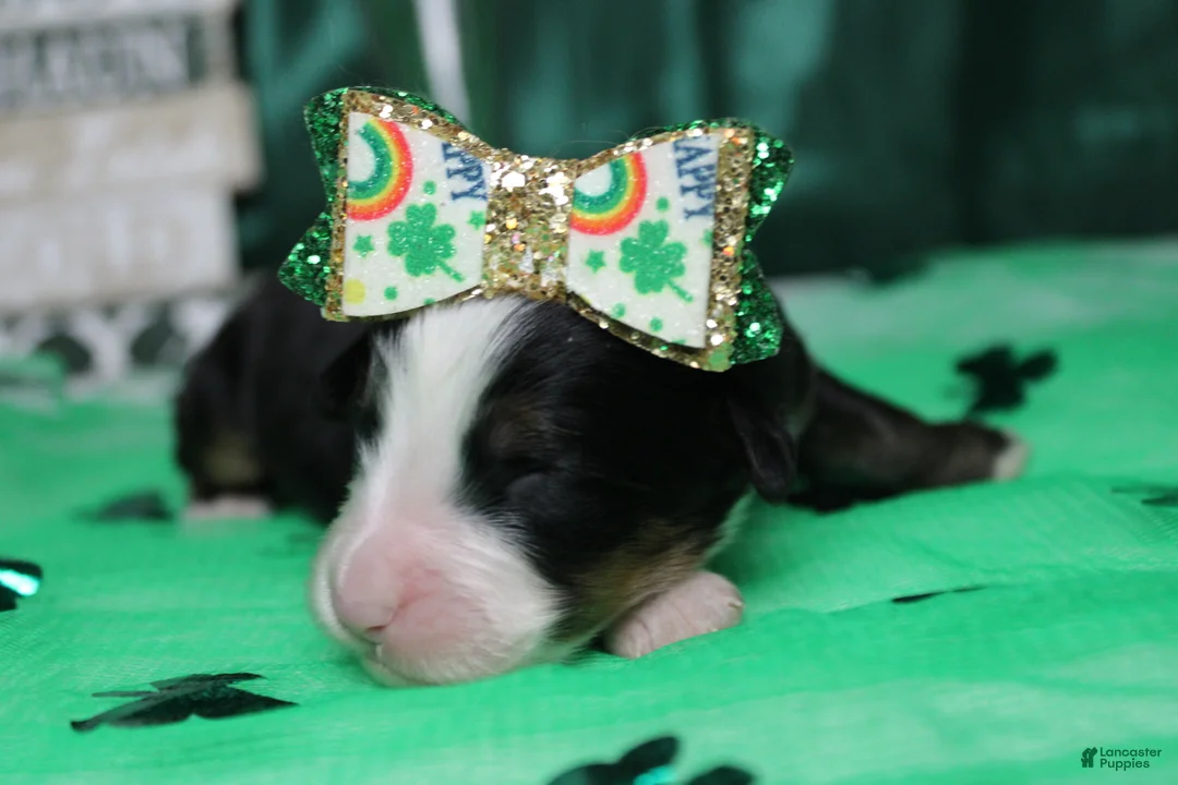 Bernese Mountain Dog dogs for sale: Sydney  - Ad 3