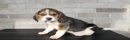 Beagle dogs for sale: Pokey - Ad 6