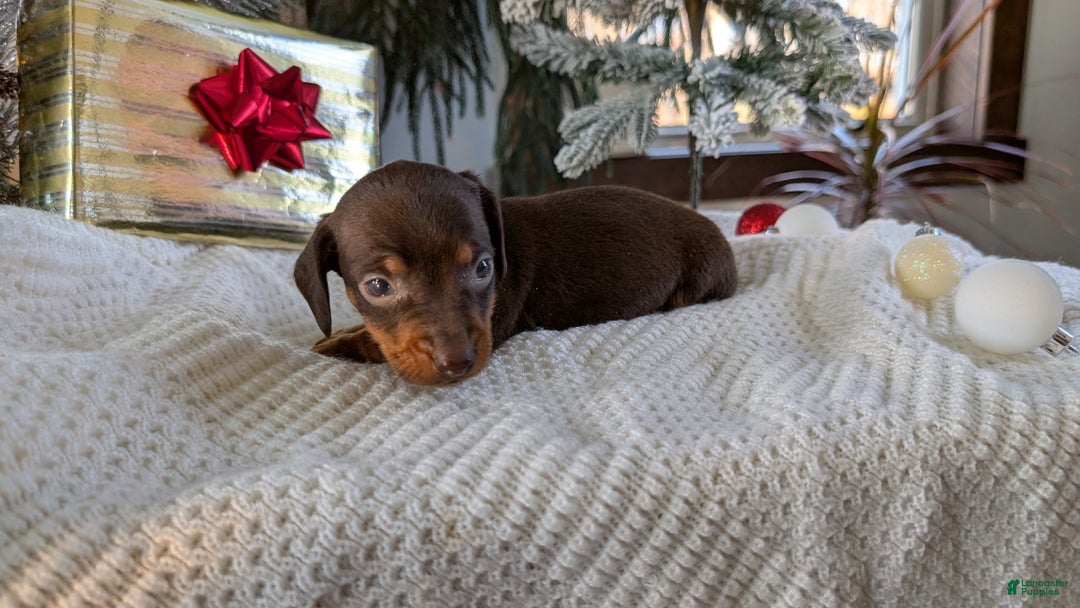 Miniature Dachshund dogs for sale: Flint - Ad 7