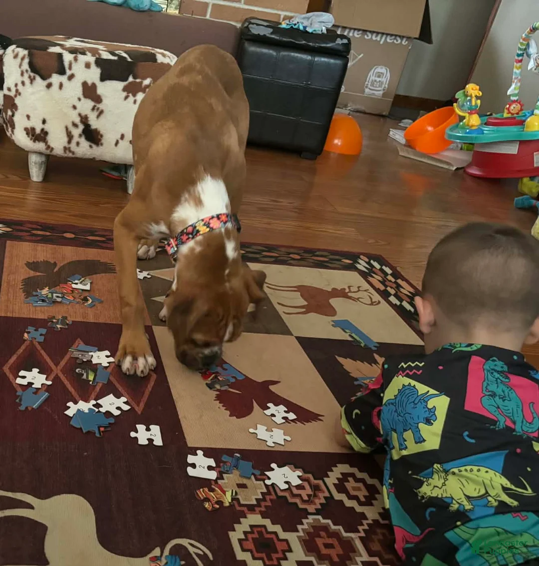 Boxer dogs for sale: Que - Ad 9