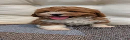 Havapoo dogs for sale: Baxter  - Ad 5