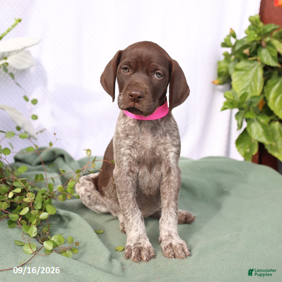 German Shorthaired Pointer dogs Molly - Ad 1