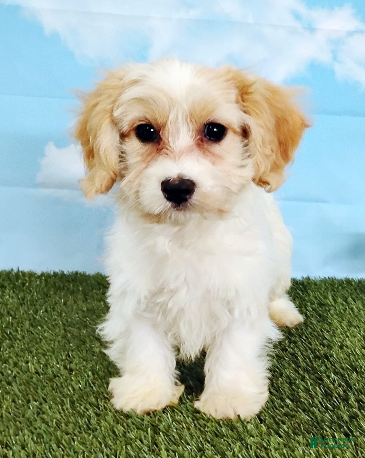Cavachon dogs Cooper - Ad 1