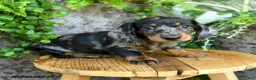Miniature Dachshund dogs for sale: Edwin - Ad 1