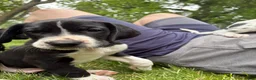 Great Dane dogs for sale: Dozer  - Ad 2