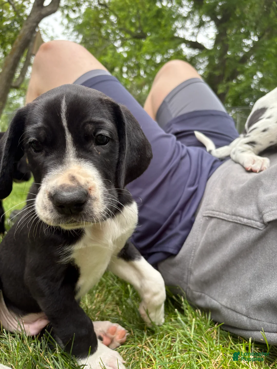 Great Dane dogs for sale: Dozer  - Ad 2