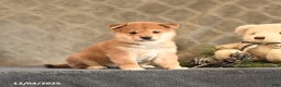 Shiba Inu dogs for sale: Tassel - Ad 1