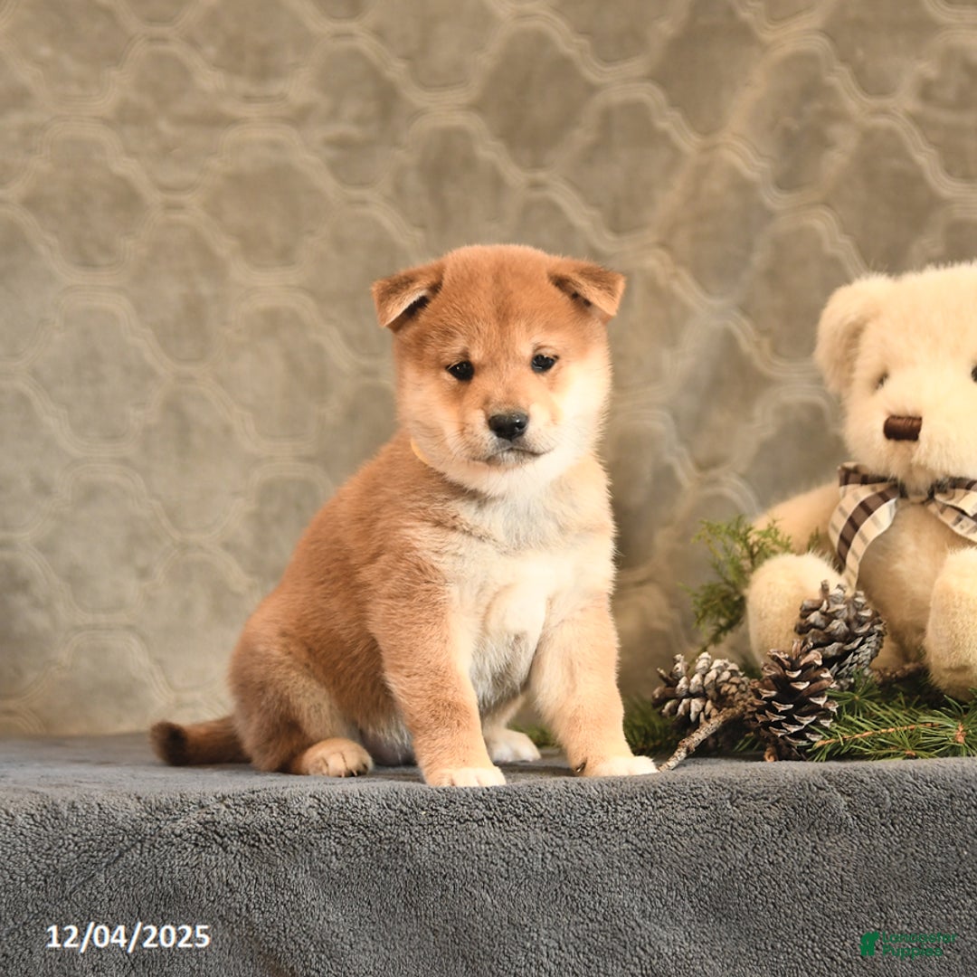 Shiba Inu dogs for sale: Tassel - Ad 1