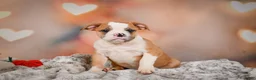 English Bulldog dogs for sale: English Bulldog 1 - Ad 8