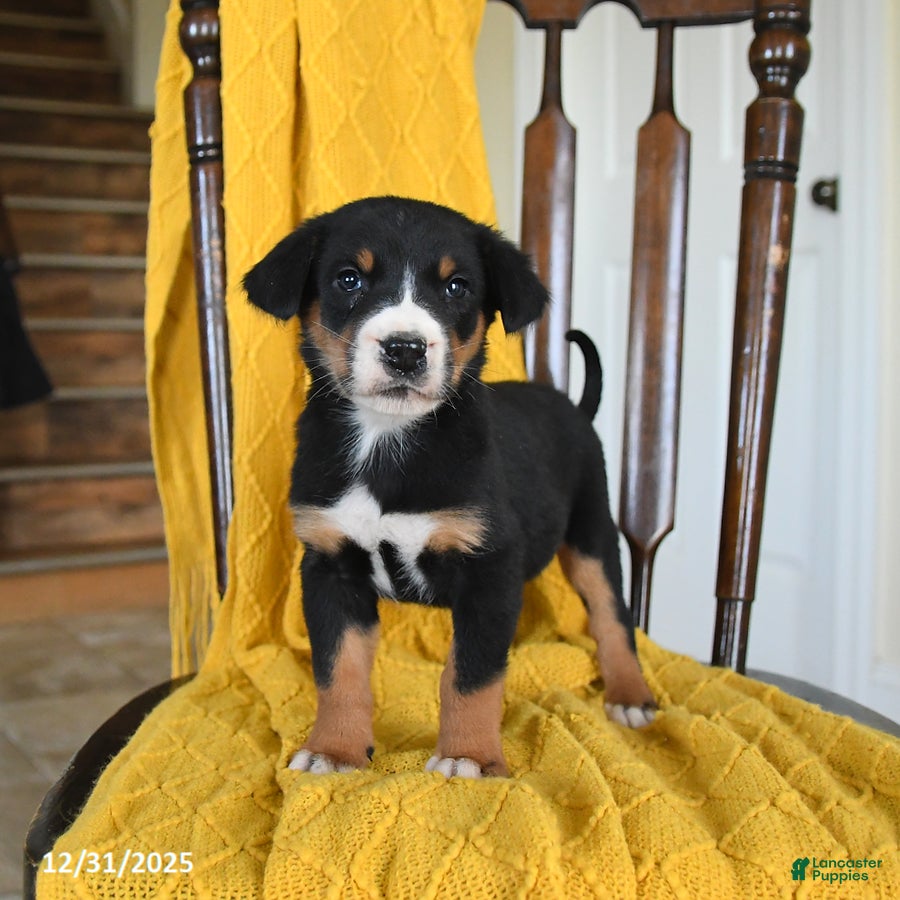 Greater Swiss Mountain Dog dogs Vega - Ad 1