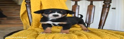 Greater Swiss Mountain Dog dogs for sale: Vega - Ad 3