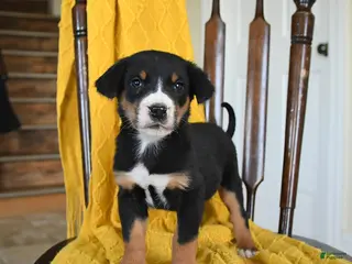 Greater Swiss Mountain Dog dogs Vega - Ad 1