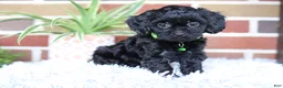 Cavapoo dogs for sale: Onyx - Ad 8