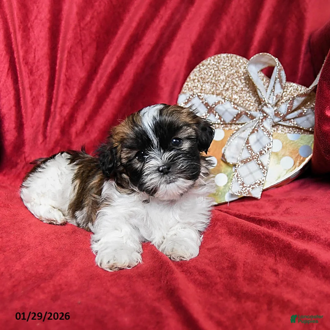 Shih Tzu dogs for sale: Latte - Ad 2