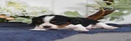 Cavalier King Charles Spaniel dogs for sale: Pretzel  - Ad 5