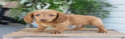 Dachshund dogs for sale: Winston - Ad 7