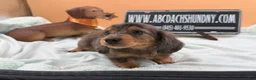 Miniature Dachshund dogs for sale: AKC Russian lh - Ad 7