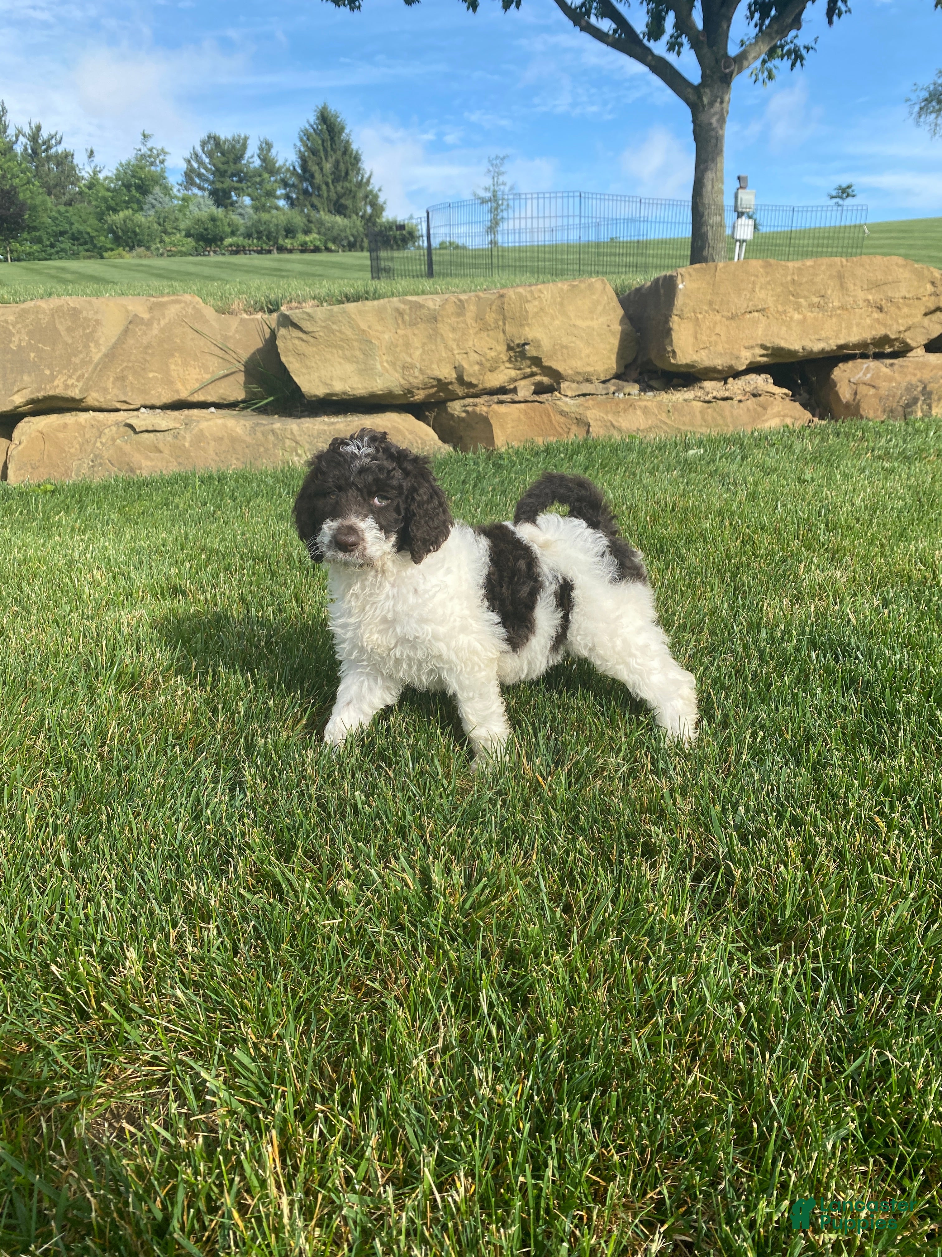 Labradoodle dogs F1bb Chloe - Ad 1