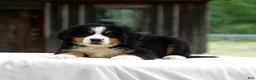 Bernese Mountain Dog dogs for sale: Bryce - Ad 3