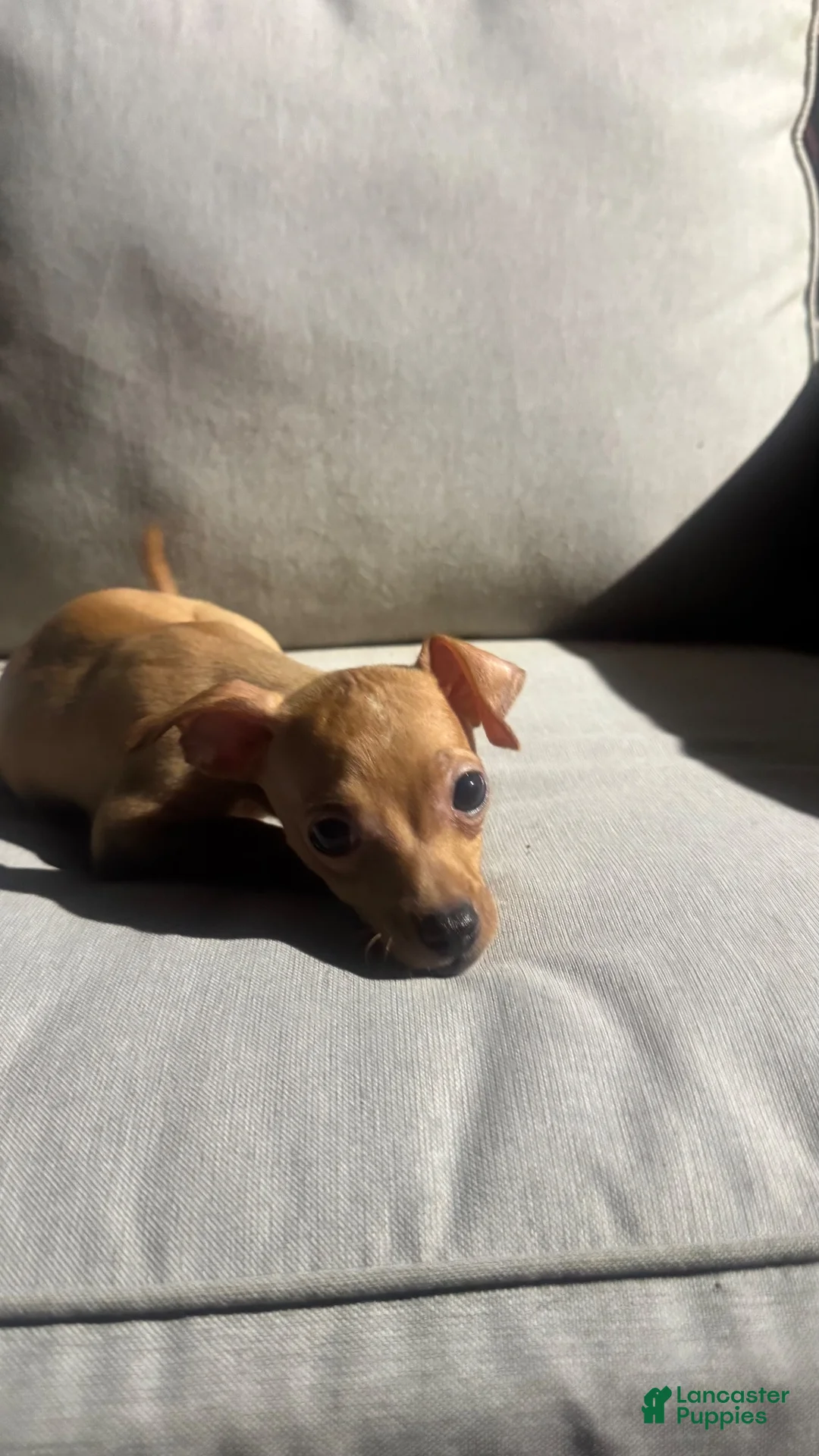 Chihuahua dogs for sale: Chance - Ad 2
