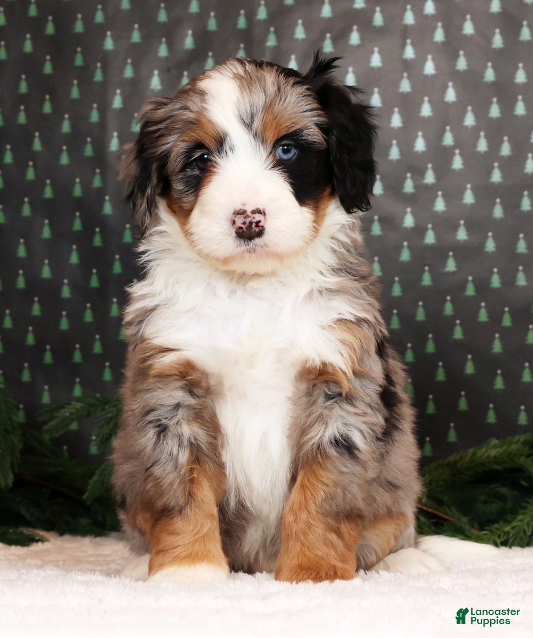 Mini Bernedoodle dogs for sale: Otis - Ad 4