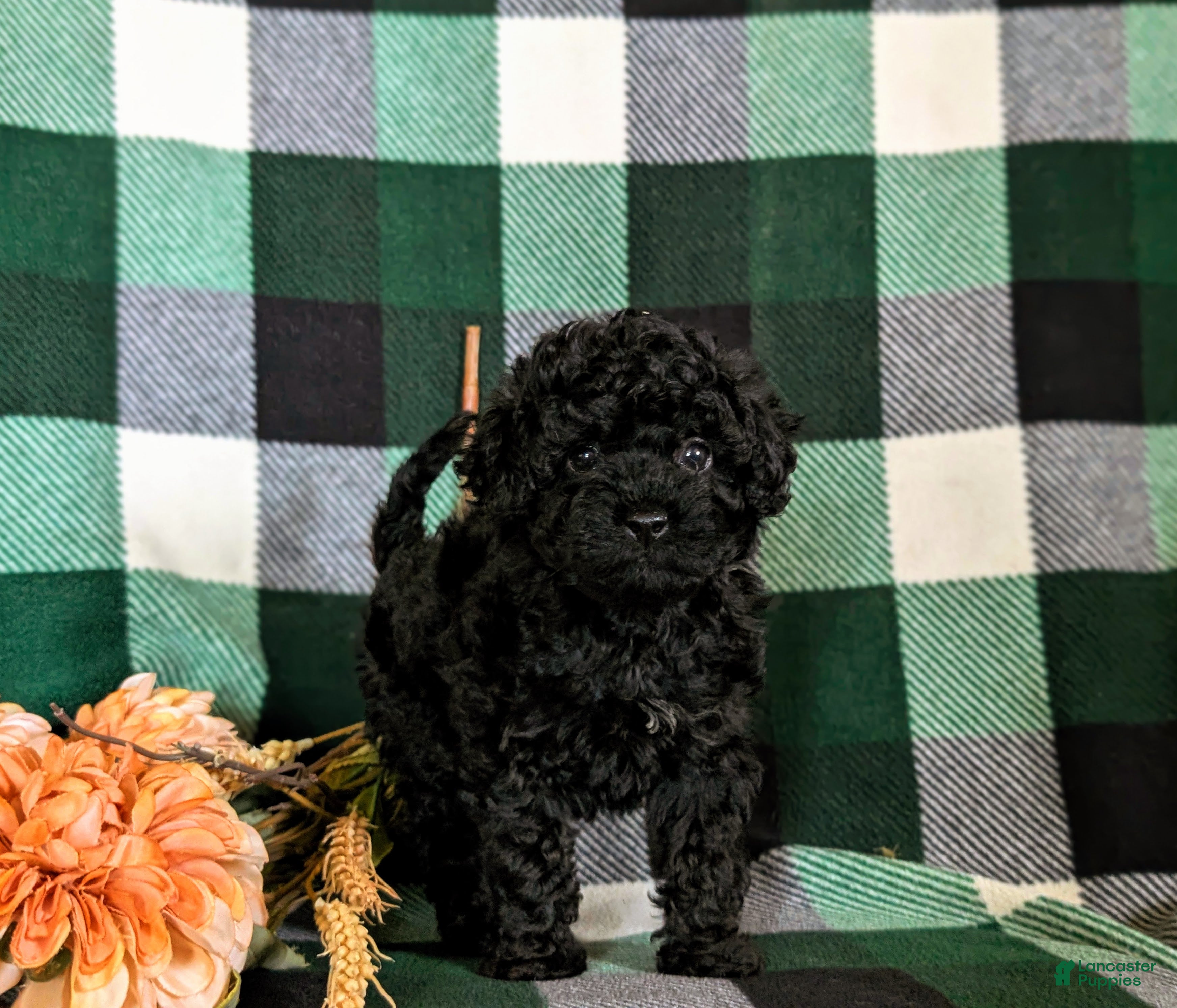 Cavapoo dogs Paris Hypoallergenic - Ad 1