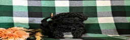 Cavapoo dogs for sale: Paris Hypoallergenic - Ad 1