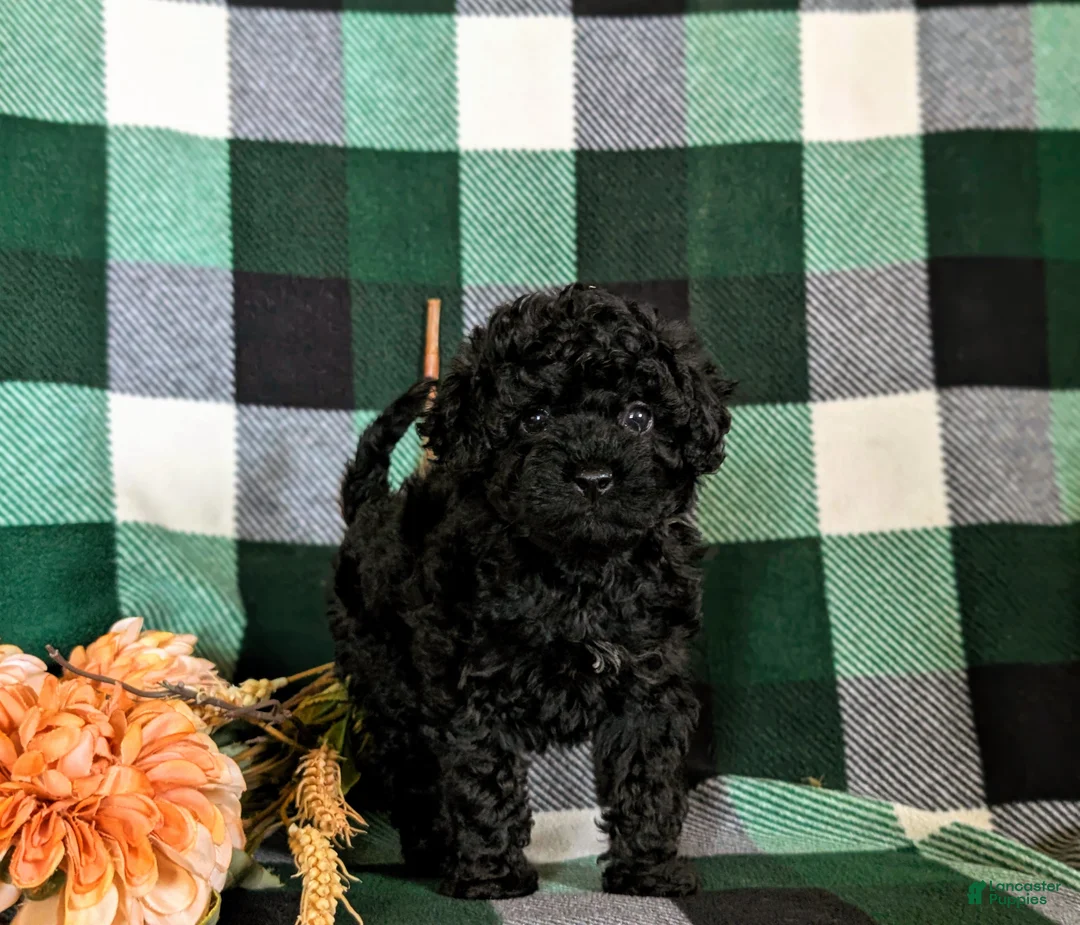Cavapoo dogs for sale: Paris Hypoallergenic - Ad 1
