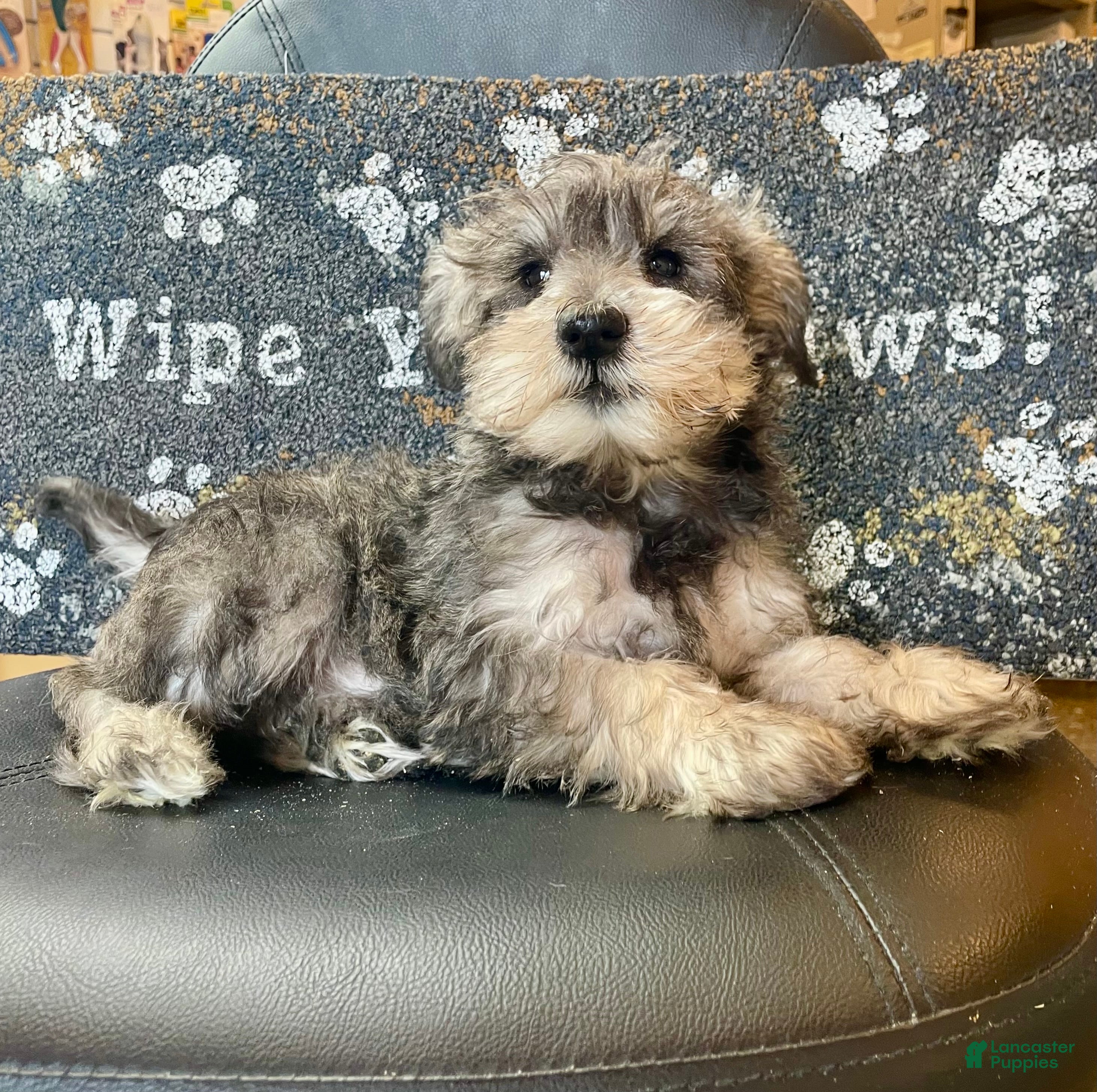 Miniature Schnauzer dogs Owen - Ad 4