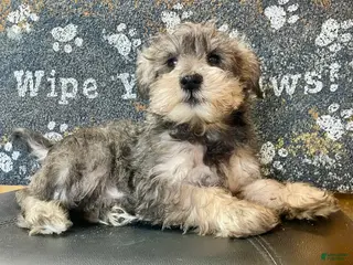 Miniature Schnauzer dogs Owen - Ad 22