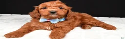 Cavapoo dogs for sale: Colby - Ad 6