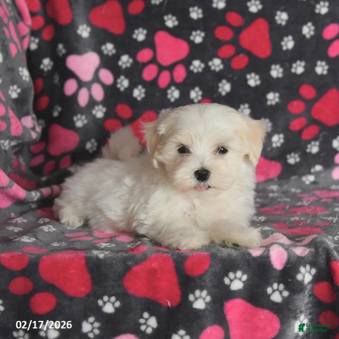 Maltese dogs for sale: Felix - Ad 4