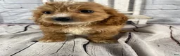 Cockapoo dogs for sale: Lottie - Ad 7