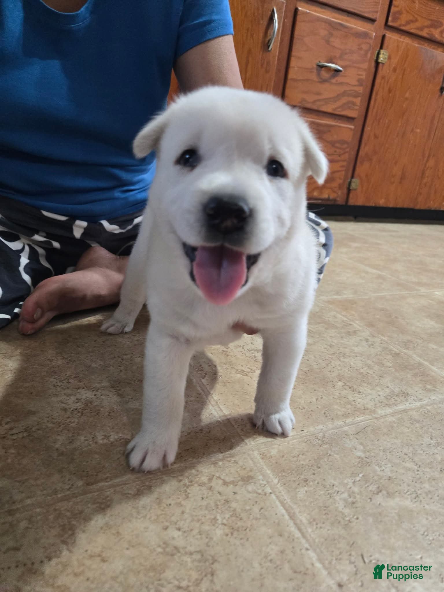 Mixed Breed dogs Mixed Breed Puppy 2 - Ad 34