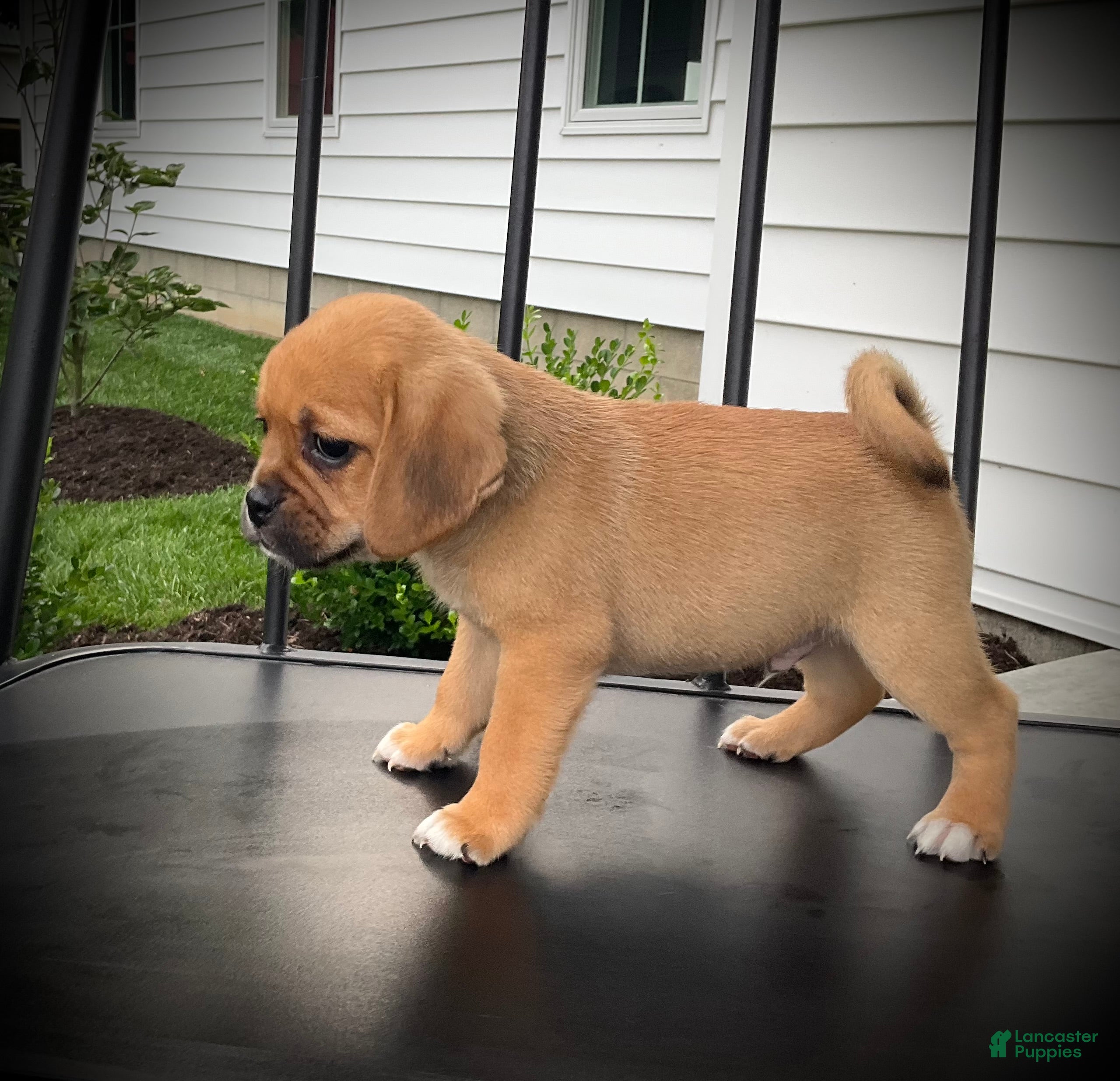 Puggle dogs Shiloh  - Ad 1