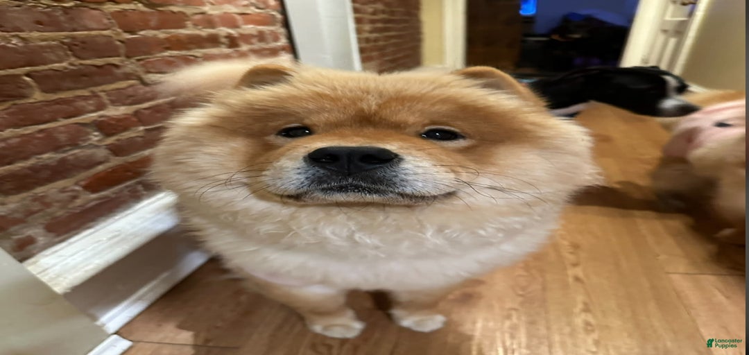 Gallery Image {{count}}