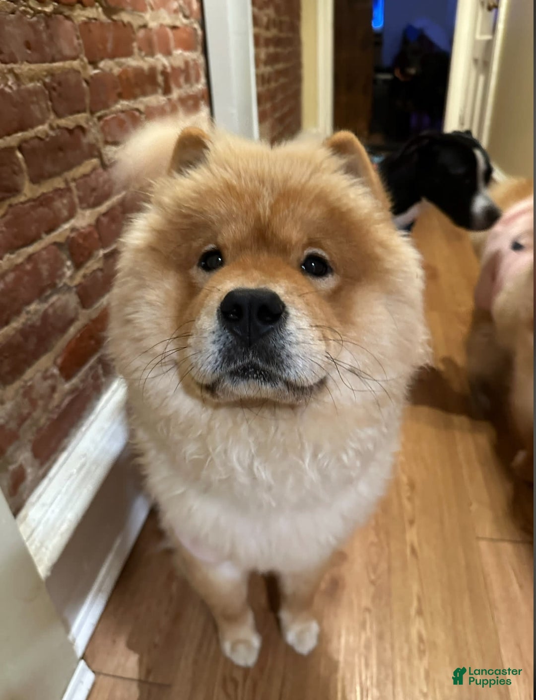 Gallery Image {{count}}