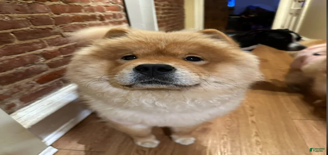 Gallery Image {{count}}